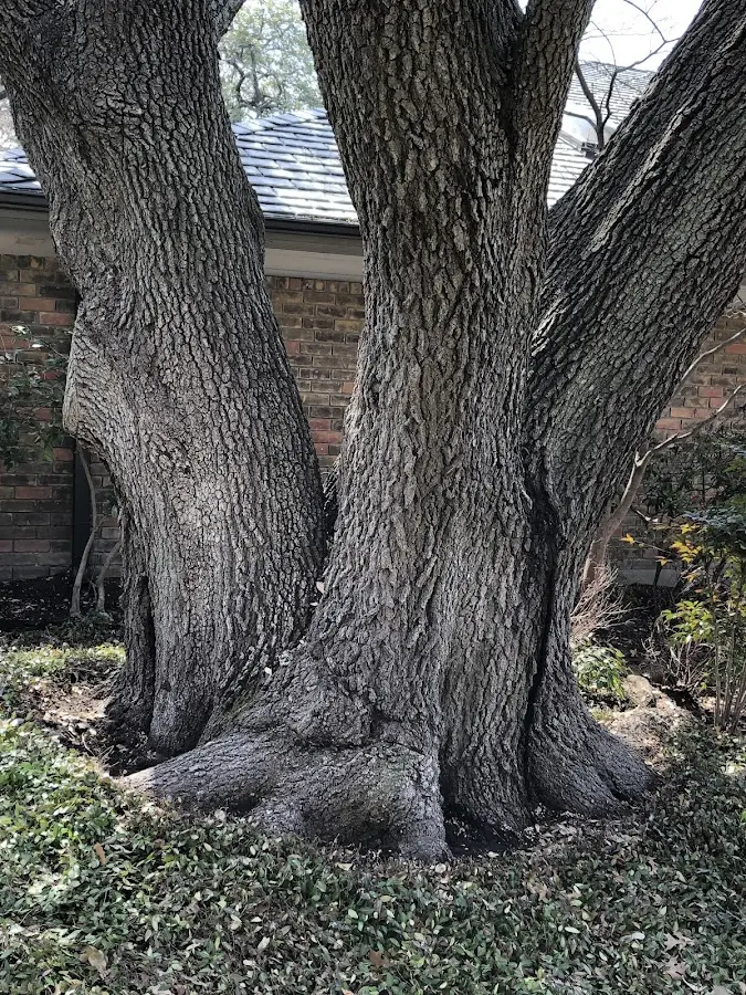 Mature heritage tree close to a Durango property cared for by certified arborists